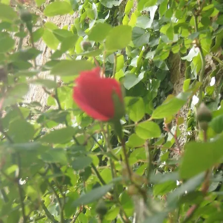 Mas Vilalonga Petit ホテル Cassà de la Selva